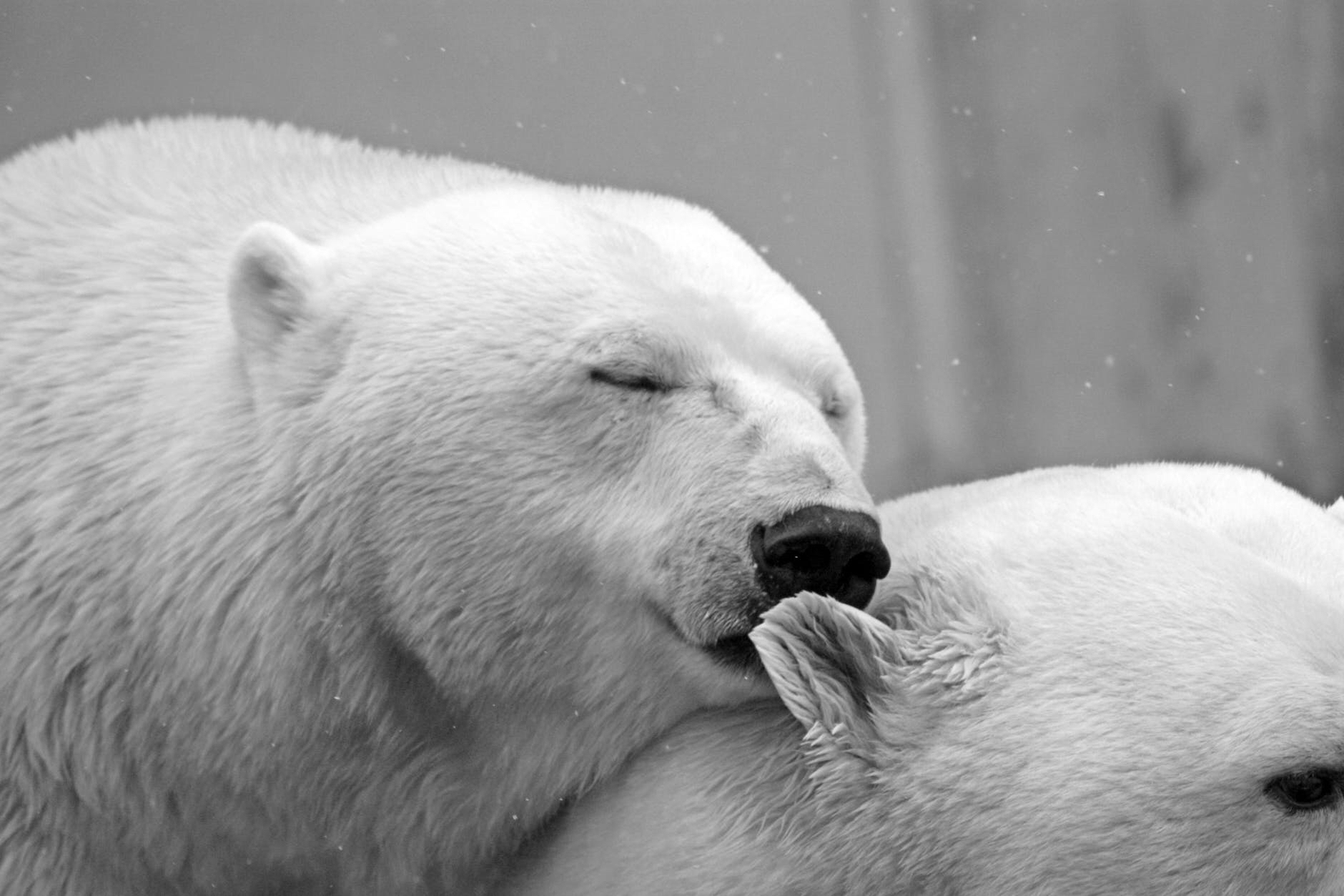 International Polar Bear Day is an annual event celebrated every February 27 to raise awareness about the conservation of the polar bear.