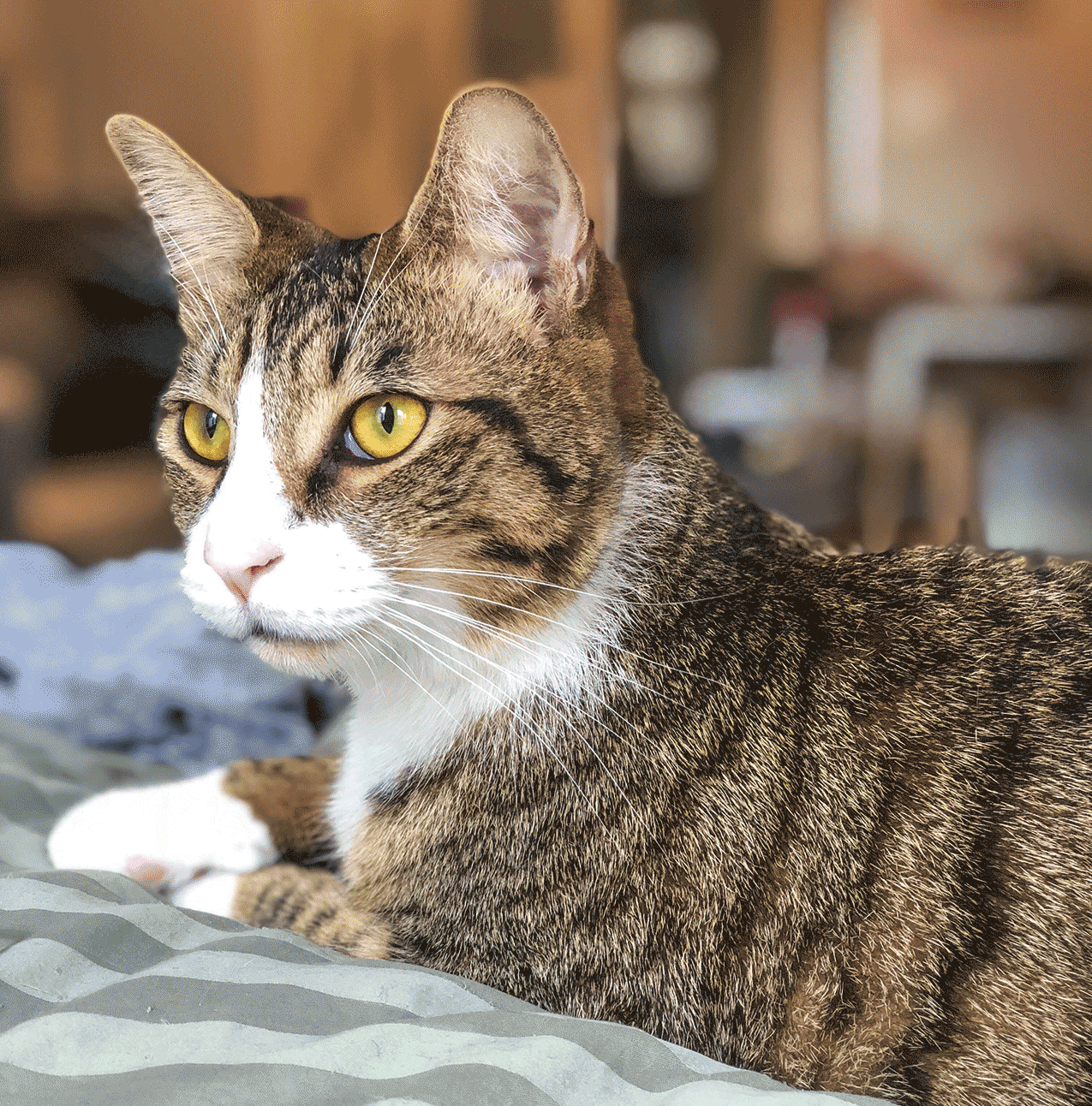 Understanding feline diabetes - Diabetes is a condition most often associated with humans. But this potentially debilitating disease can even affect pets, including the family cat.