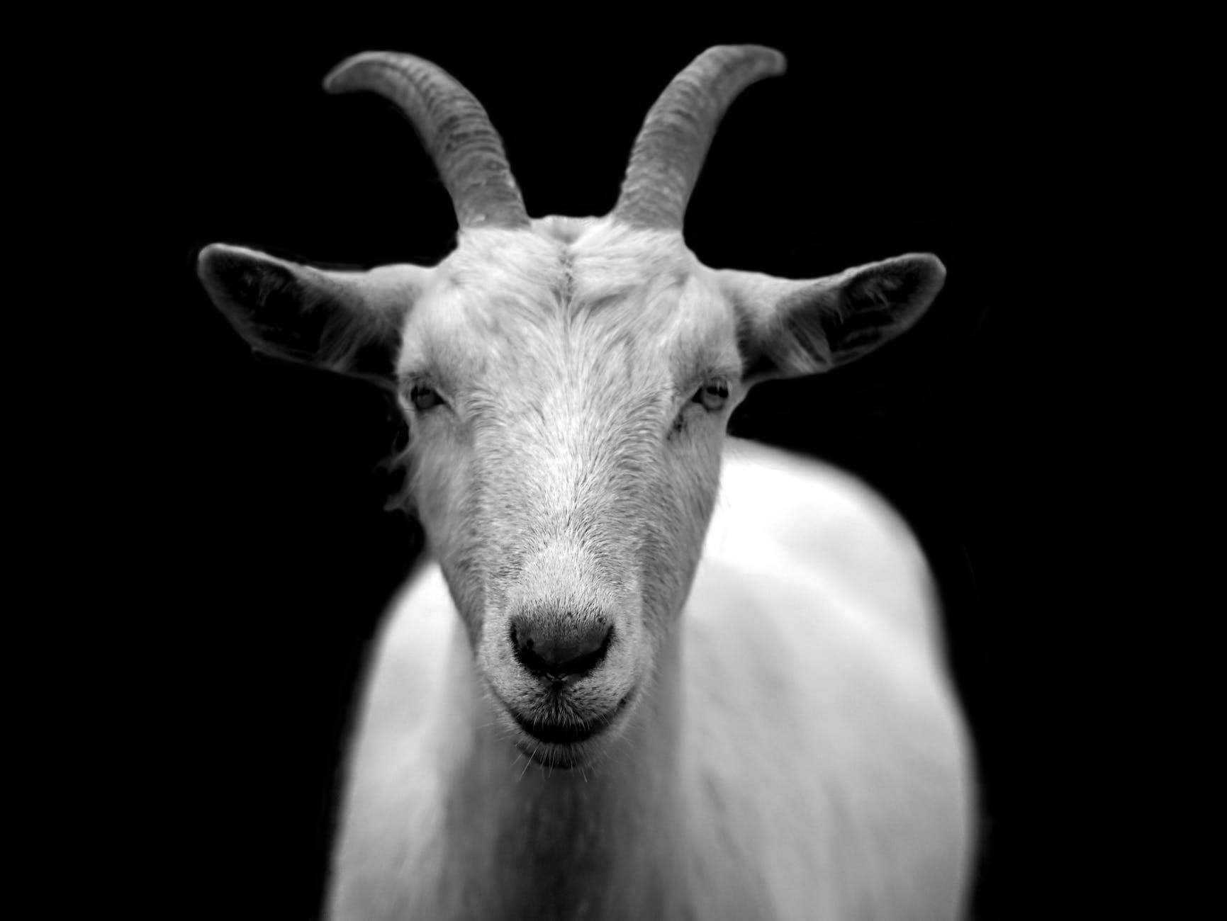 Escape Goat - In sacrificial times, they believed the people's sins were passed onto a goat and it was released. #EscapeGoat