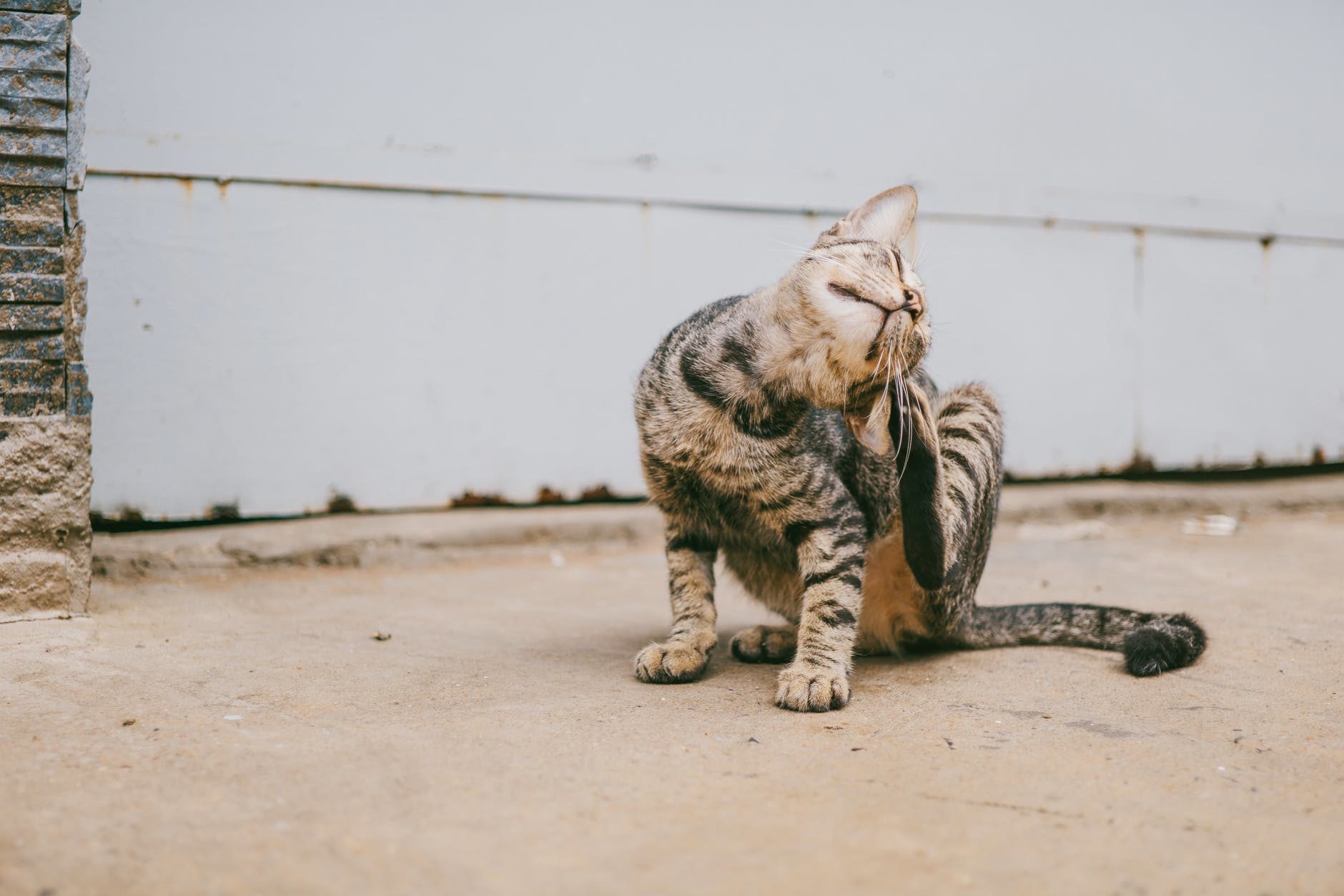 6 signs your cat has fleas - Fleas are something no cat parent wants to encounter, but they're all too common among companion animals. Unfortunately, once fleas are in the house, they can affect everyone in the household - including people.