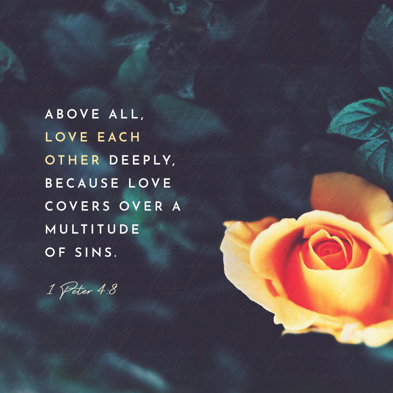 VOTD June 13, 2019 “Above all, keep fervent in your love for one another, because love covers a multitude of sins.” ‭‭1 PETER‬ ‭4:8‬ ‭NASB‬‬