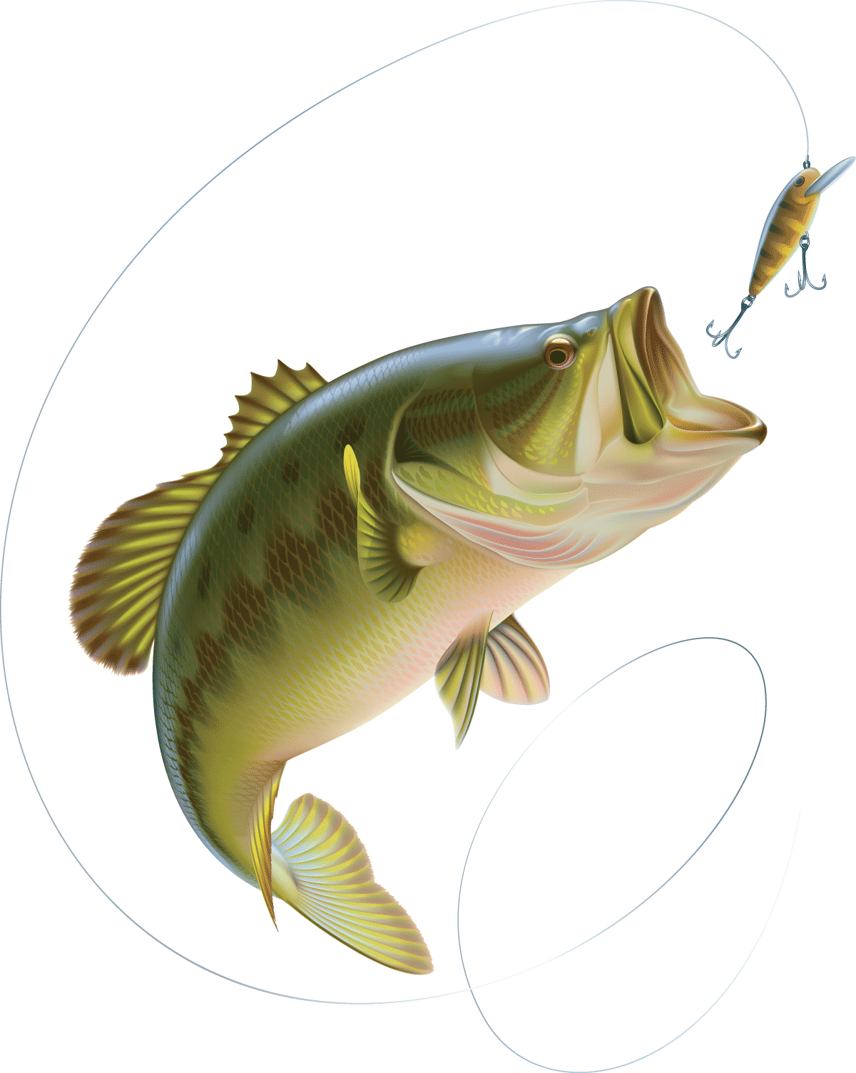  The summer can be slow for bass fishermen. The water is warm and the oxygen that fish need for peak activity is not found in warmer water. Therefore they tend to go deeper or become more active when the days are at their coolest.