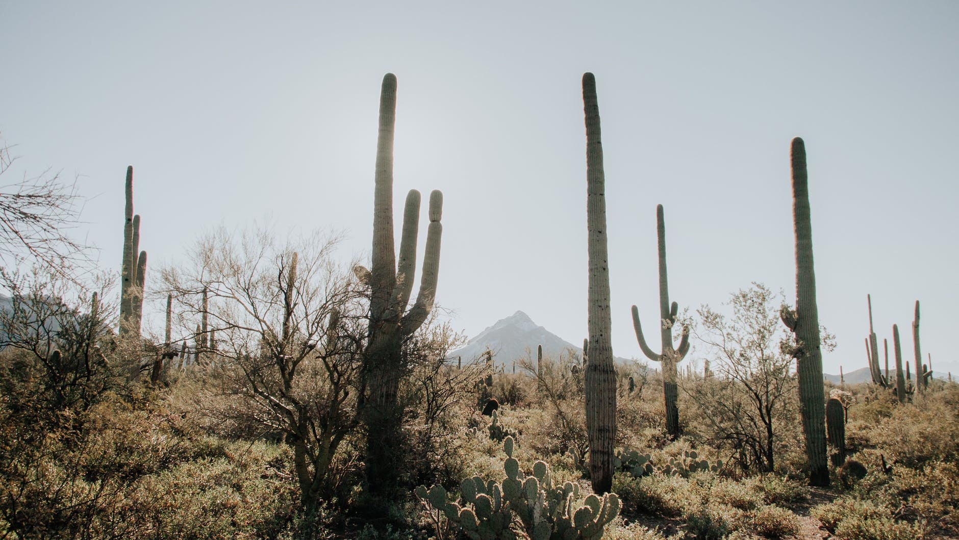 A Cactus Point of View - I’m going to write about being what it would be like if I was a cactus. #Cactus (pexels-photo-2749600)