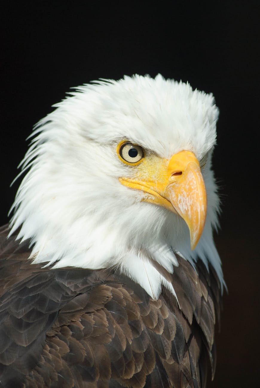 My encounter with an Eagle - Other than in a zoo, I have never seen an eagle in real life except this one time ...