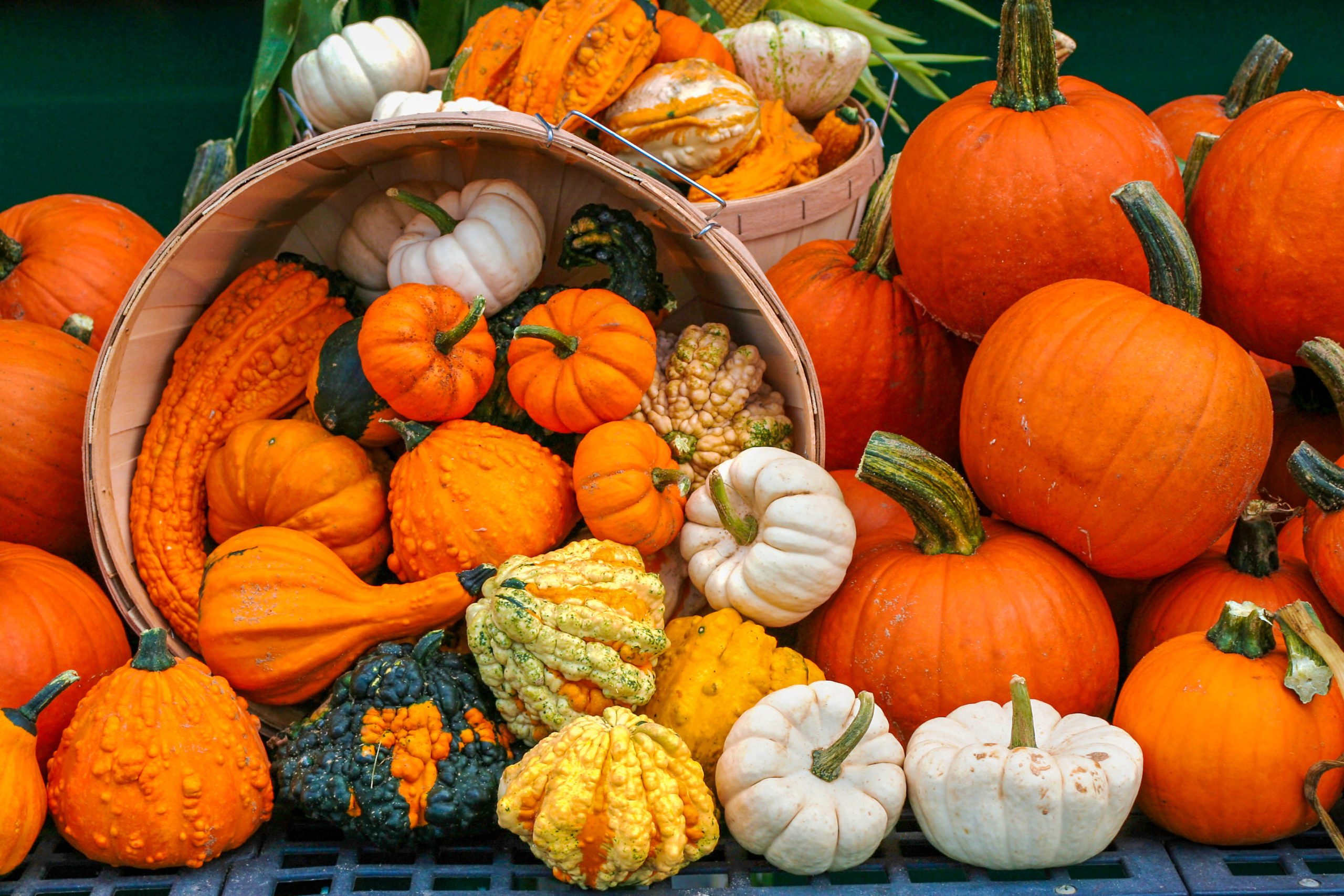 Gourds, squashes and pumpkins, oh my! As colorful as the costumes children wear for trick-or-treating may be, nature's beauty is unsurpassed this time of year, and the scores of pumpkins, gourds and squashes on display only add to that colorful melange.
