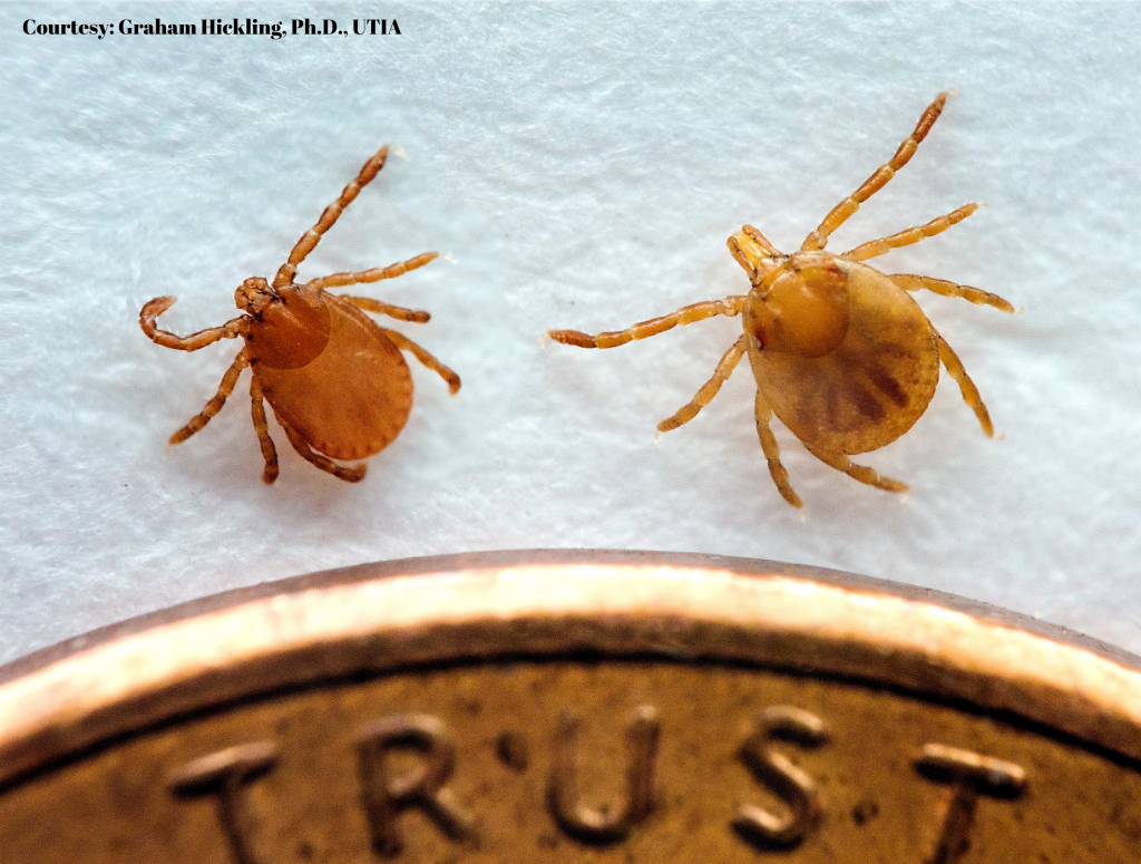 Invasive Tick Detected in 6 additional Tennessee counties - The Tennessee Department of Agriculture, United States Department of Agriculture – Animal and Plant Health Inspection Services, Tennessee Department of Health, and University of Tennessee Institute of Agriculture today announced the detection of the invasive Asian longhorned tick in an additional six Tennessee counties:  Knox, Jefferson, Claiborne, Cocke, Putnam, and Sevier. The tick was detected in Union and Roane Counties in May. 
