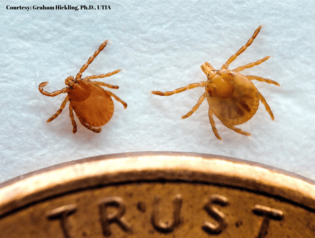 Invasive Tick Detected in 6 additional Tennessee counties - The Tennessee Department of Agriculture, United States Department of Agriculture – Animal and Plant Health Inspection Services, Tennessee Department of Health, and University of Tennessee Institute of Agriculture today announced the detection of the invasive Asian longhorned tick in an additional six Tennessee counties: Knox, Jefferson, Claiborne, Cocke, Putnam, and Sevier. The tick was detected in Union and Roane Counties in May.