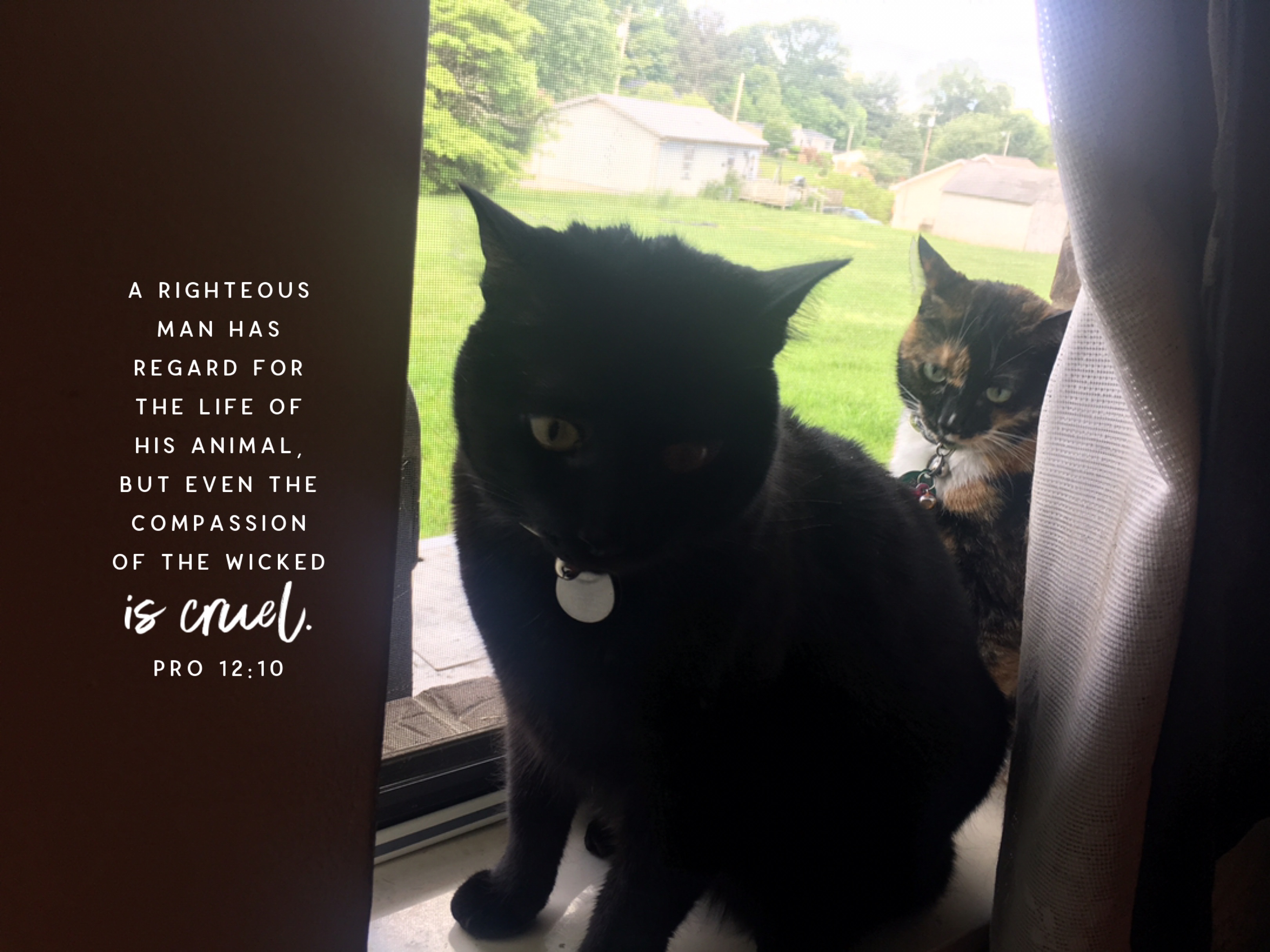VOTD November 30 - “A righteous man has regard for the life of his animal, But even the compassion of the wicked is cruel.”  ‭‭Proverbs‬ ‭12:10‬ ‭NASB‬‬ Pictured is Joel the Brave and Lilly Bug of 2 Cats and a Blog. 
