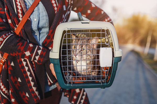How to Train Your Cat - If the thought of training your pet cat seems like a difficult feat, consider the daunting task of training one of nature’s 