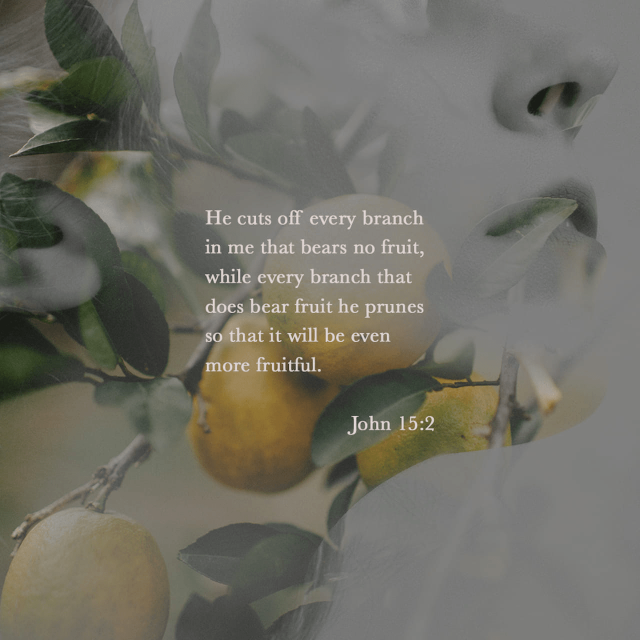 VOTD March 25 - “Every branch in Me that does not bear fruit, He takes away; and every branch that bears fruit, He prunes it so that it may bear more fruit.” ‭‭John‬ ‭15:2‬ ‭NASB‬‬