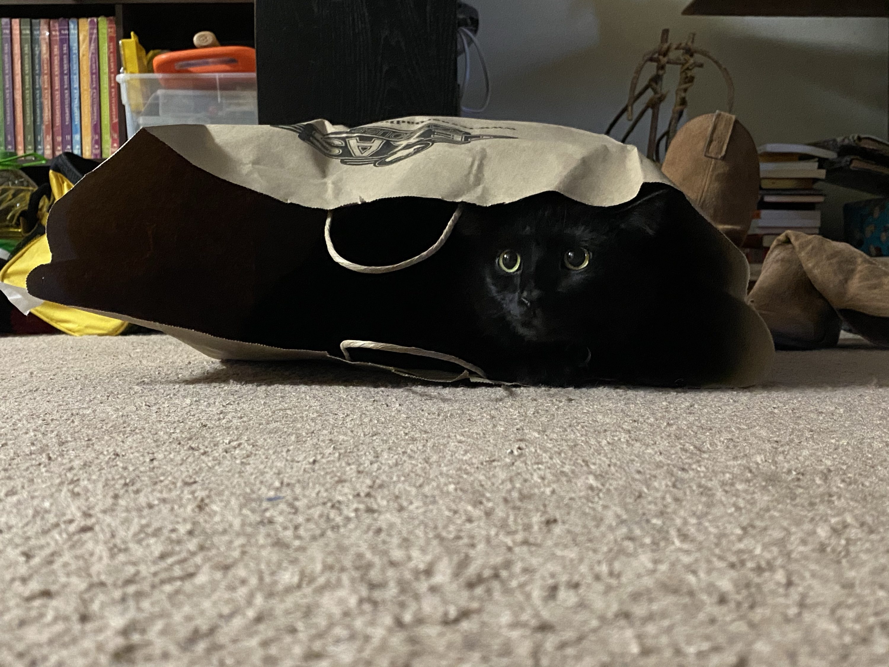 Letting the cat out of the bag - Joel the Brave in a bag