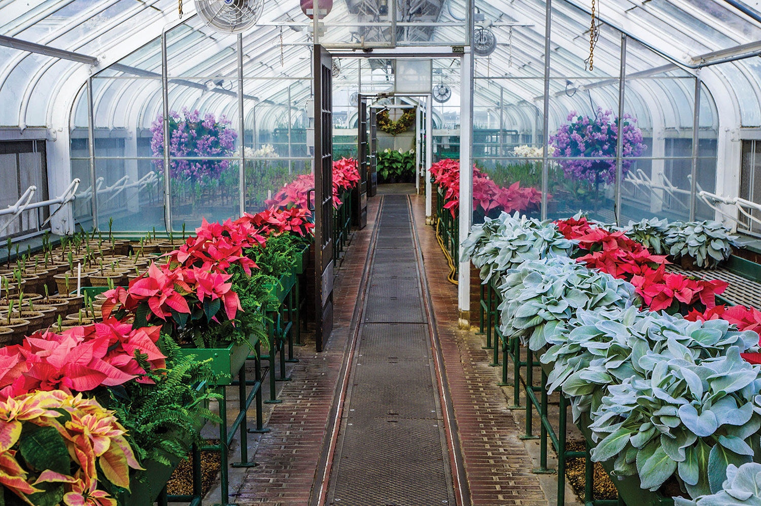 Simple ways to prolong the life of poinsettias - With proper care poinsettia plants can continue to thrive and bring warmth and beauty to a home long after the holiday decorations have been tucked away.