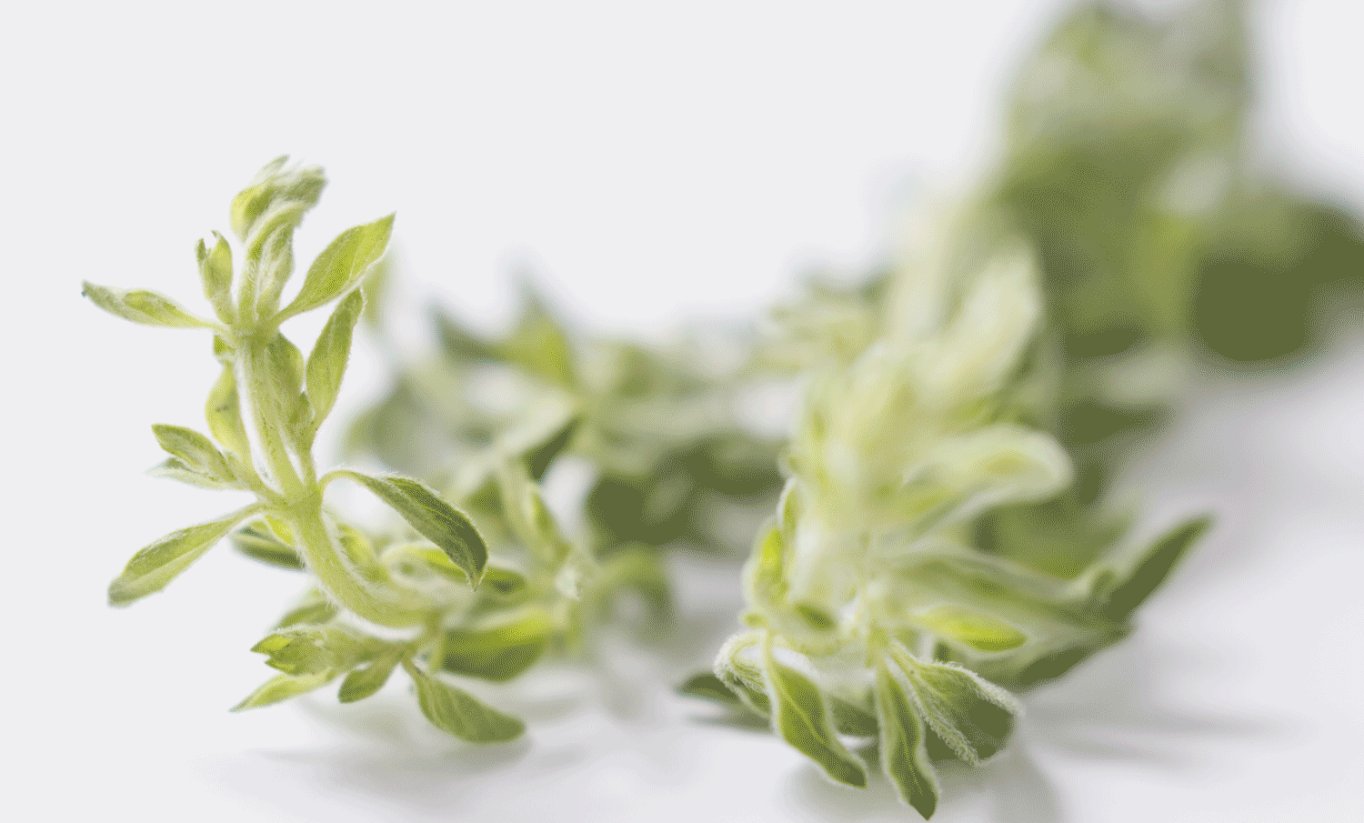 Fresh herbs that can reduce your reliance on sodium - The AHA notes that Greek dishes often combine oregano, mint and lemon to create a memorable, delicious flavor profile. If chopping fresh oregano, strip the leaves from the stem and then discard the stem.