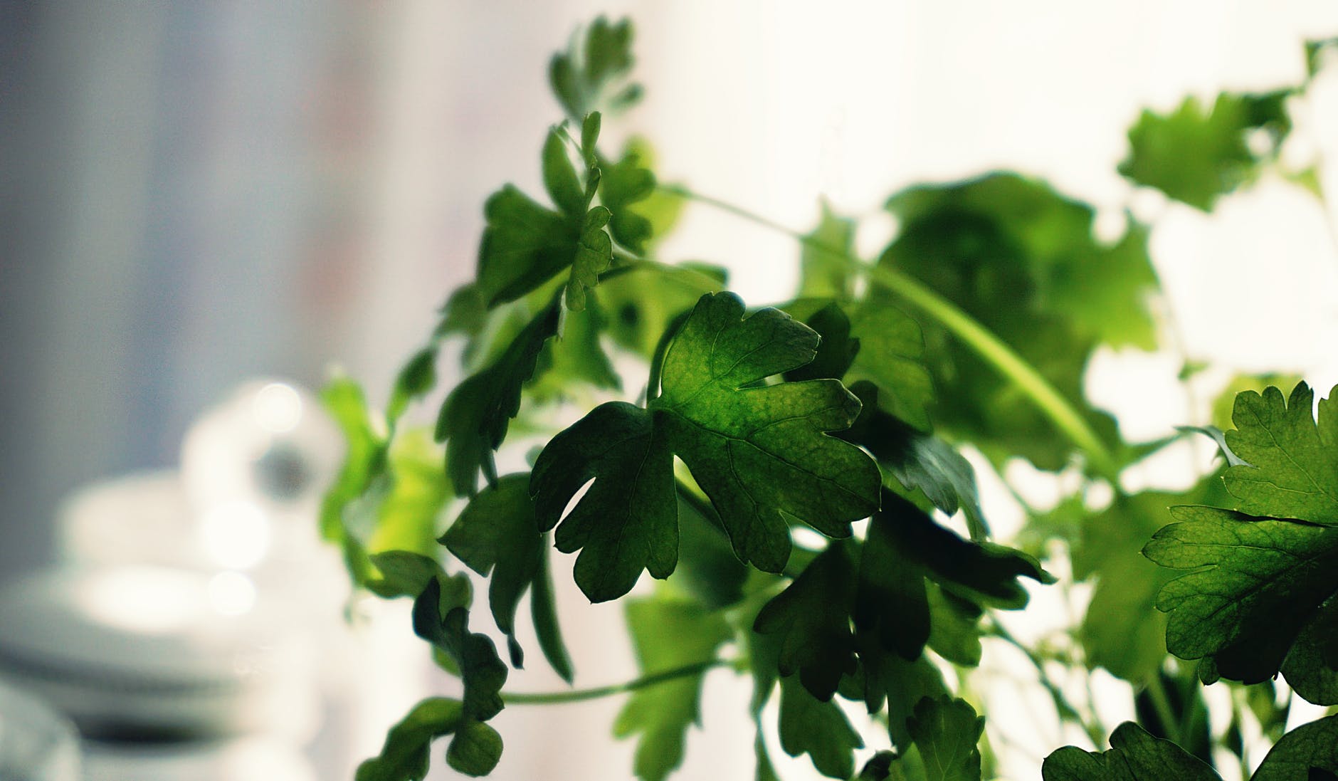 Fresh herbs that can reduce your reliance on sodium - Cilantro are the delicate leaves and stems of the coriander plant. Like basil, cilantro should be added to a dish right before serving and should not be cooked. Cilantro can be paired with beans, tomatoes, corn, and avocados among other foods, and is widely used when preparing Mexican foods at home. Photo by Suzy Hazelwood Pexels