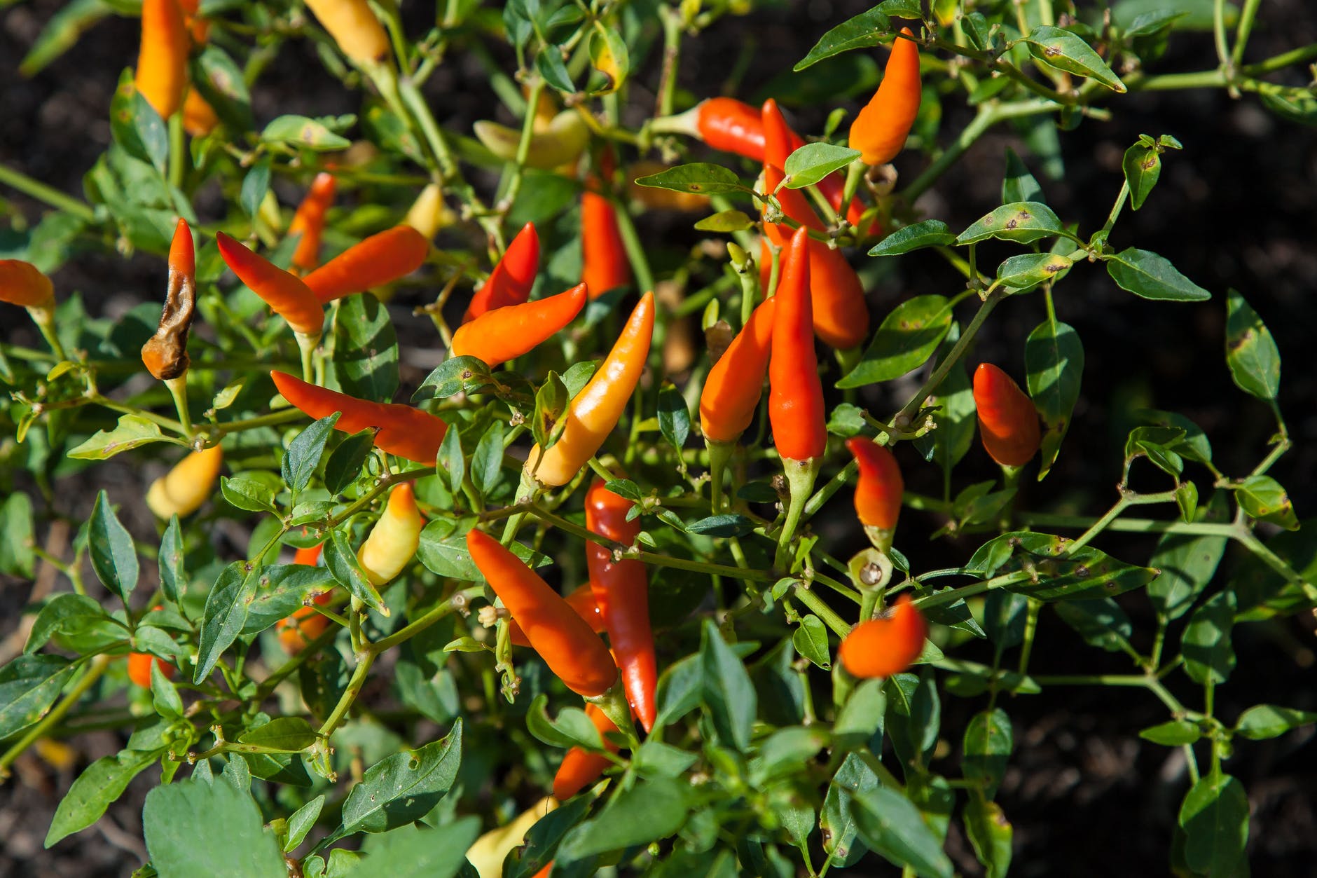 Herbs and spices that can promote healthy hearts - Few ingredients may change a recipe as quickly as cayenne pepper. The addition of cayenne pepper can instantly make dishes more spicy. But cayenne pepper brings more than a little extra kick to the dinner table. Healthline notes that various studies have shown that capsaicin, the active ingredient in cayenne pepper, can provide a host of health benefits. One such study published in the British Journal of Nutrition found that adding capsaicin to a high-carbohydrate breakfast significantly reduced hunger and the desire to eat before lunch. Eating less can help people more effectively control their body weight, which in turn reduces their risk for heart disease. 
orange and yellow chillis in closeup photography 
Photo by John Lambeth Pexels