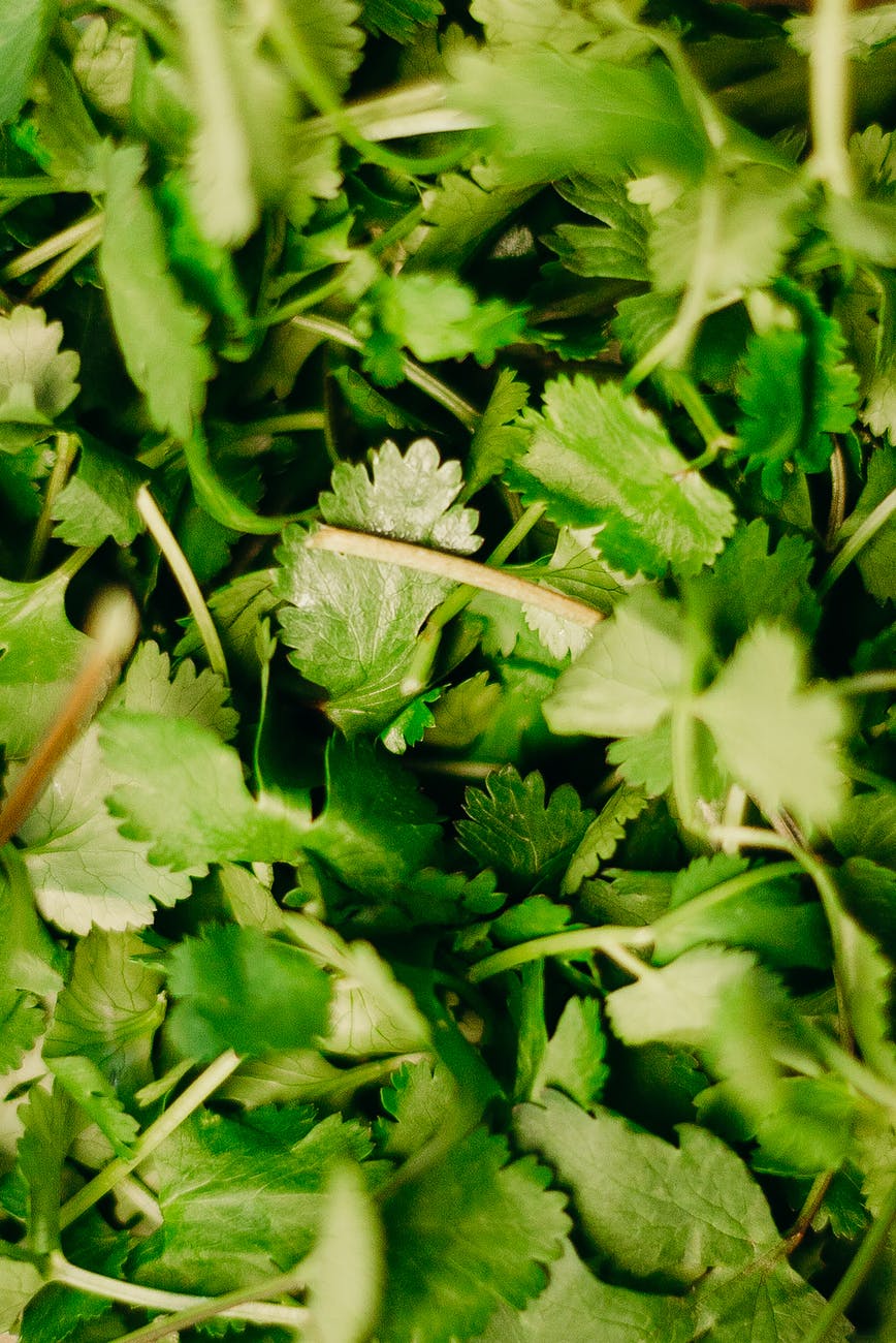 Fresh herbs that can reduce your reliance on sodium - Parsley isn't just a garnish used to add aesthetic appeal to plates. Flat-leaf parsley provides a light and fresh flavor, while the AHA notes that curly parsley offers a slightly peppery profile. Parsley is typically added to a dish during the final minutes of cooking or right before serving, and can be paired with chicken, fish, potatoes, and pasta among countless other foods. Photo by CottonBro Pexels