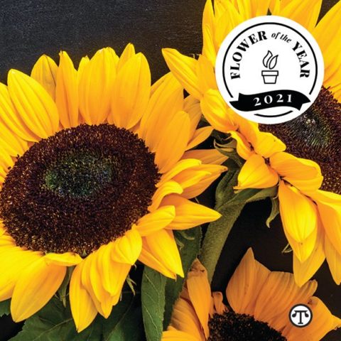 The Sunflower The Flower of the Year and Plant of the Year for 2021 - The Sunflower is also known as the Prayer Plant. #Sunflower #PrayerPlant