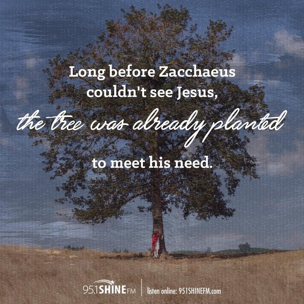 Divine Preparation: The Planted Tree That Met Zacchaeus’ Need