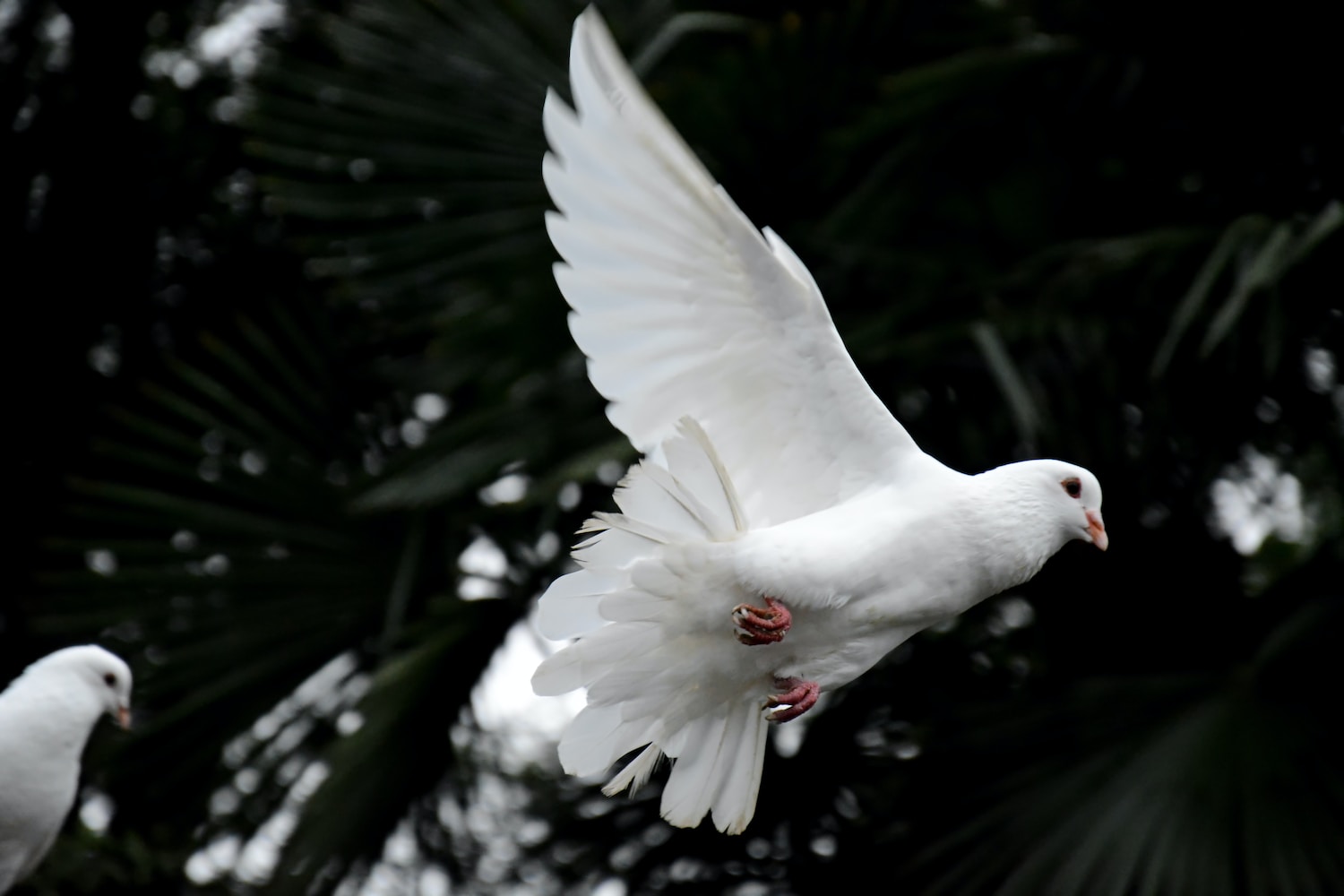 The Dove a symbol of the Holy Spirit