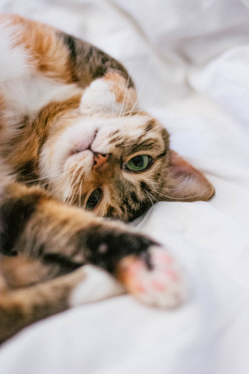 Why do cats sleep with their heads upside down?