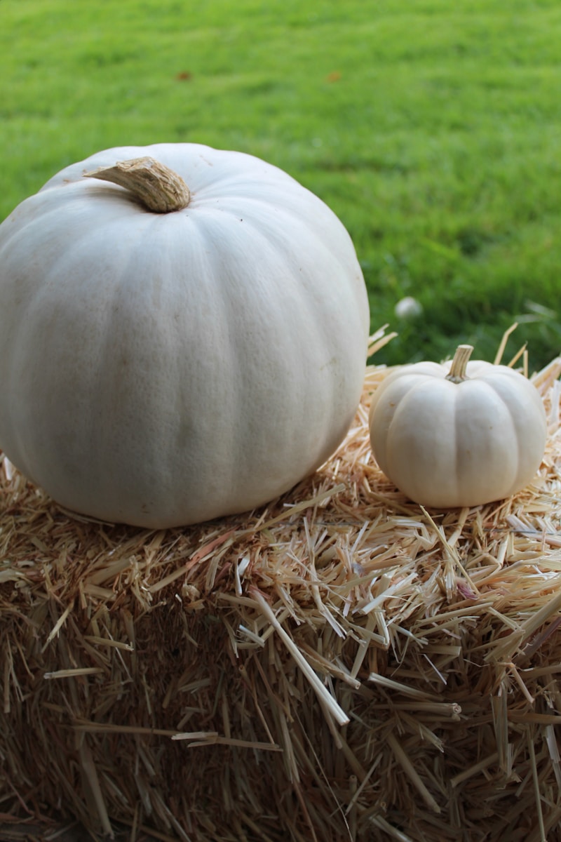 The Symbolism of White Pumpkins: A Tribute to Babies and Children in Heaven