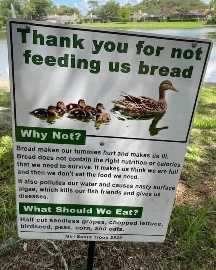 Don’t Feed the Ducks Bread: A Guide to Responsible Feeding