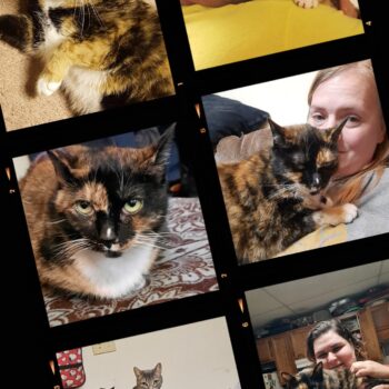 10 Years of Lilly Bug – 10 years ago Lilly Bug, a calico tortoiseshell cat came into the Patterson Family.