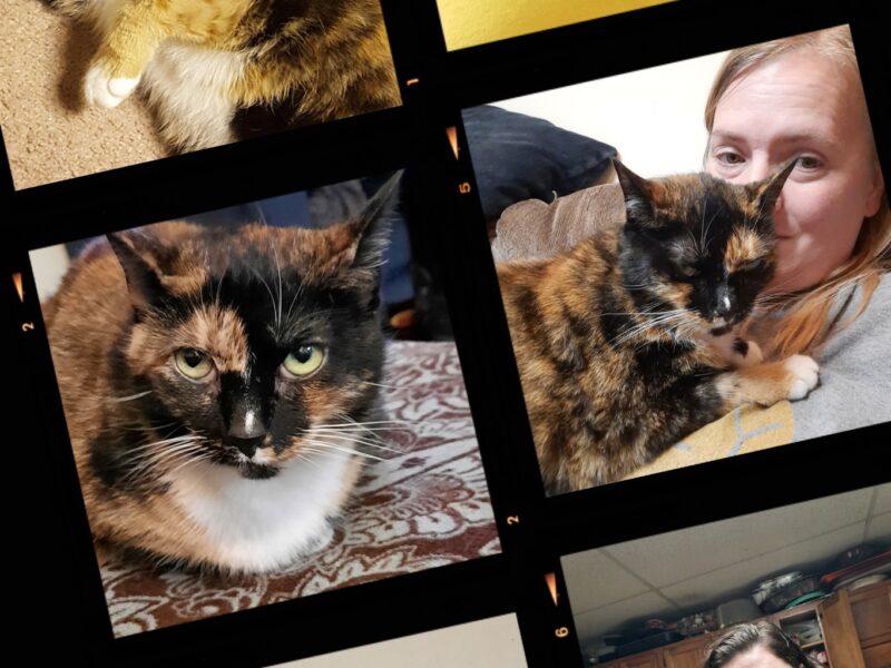 10 Years of Lilly Bug – 10 years ago Lilly Bug, a calico tortoiseshell cat came into the Patterson Family.