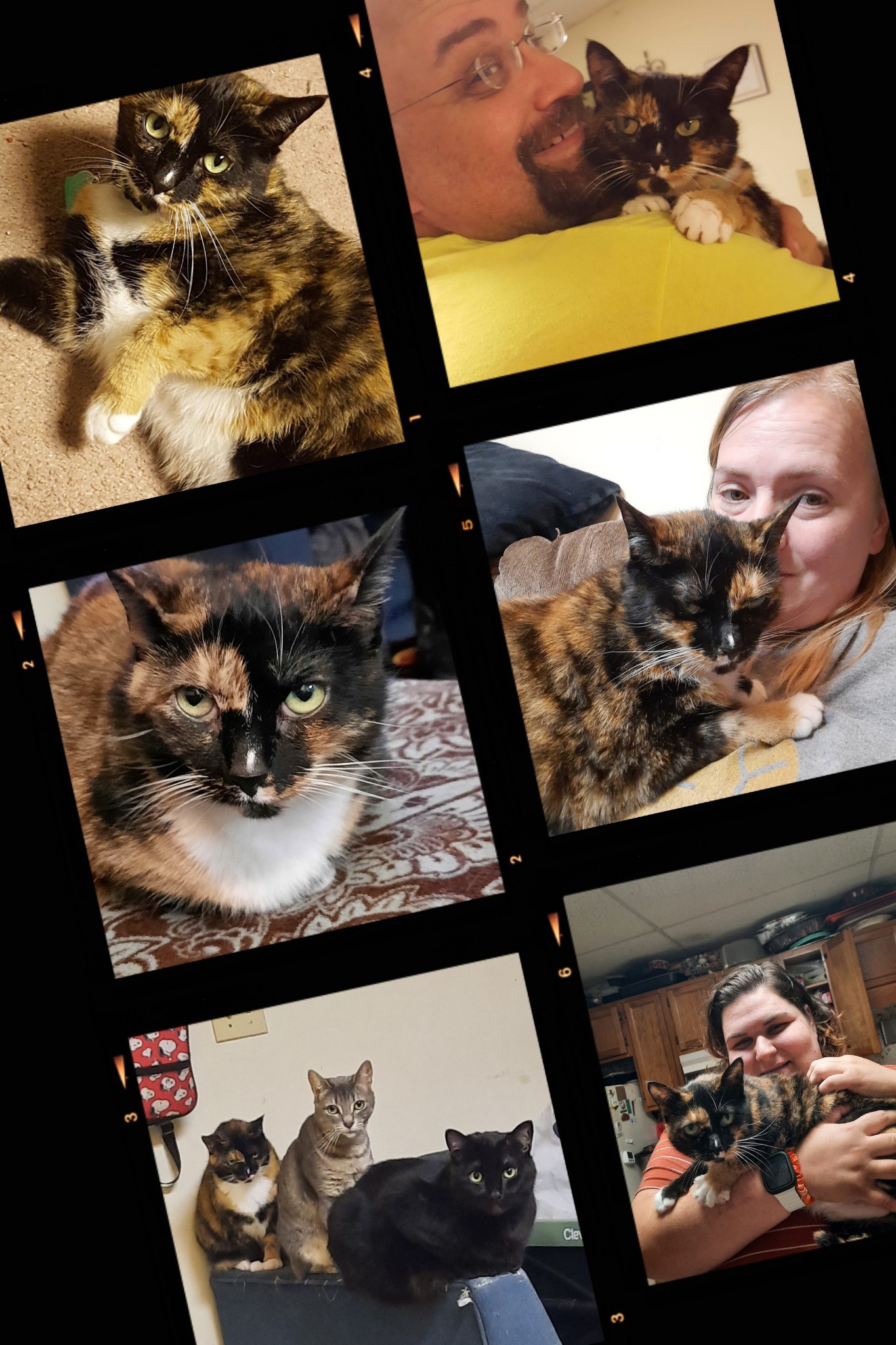 10 Years of Lilly Bug – 10 years ago Lilly Bug, a calico tortoiseshell cat came into the Patterson Family.